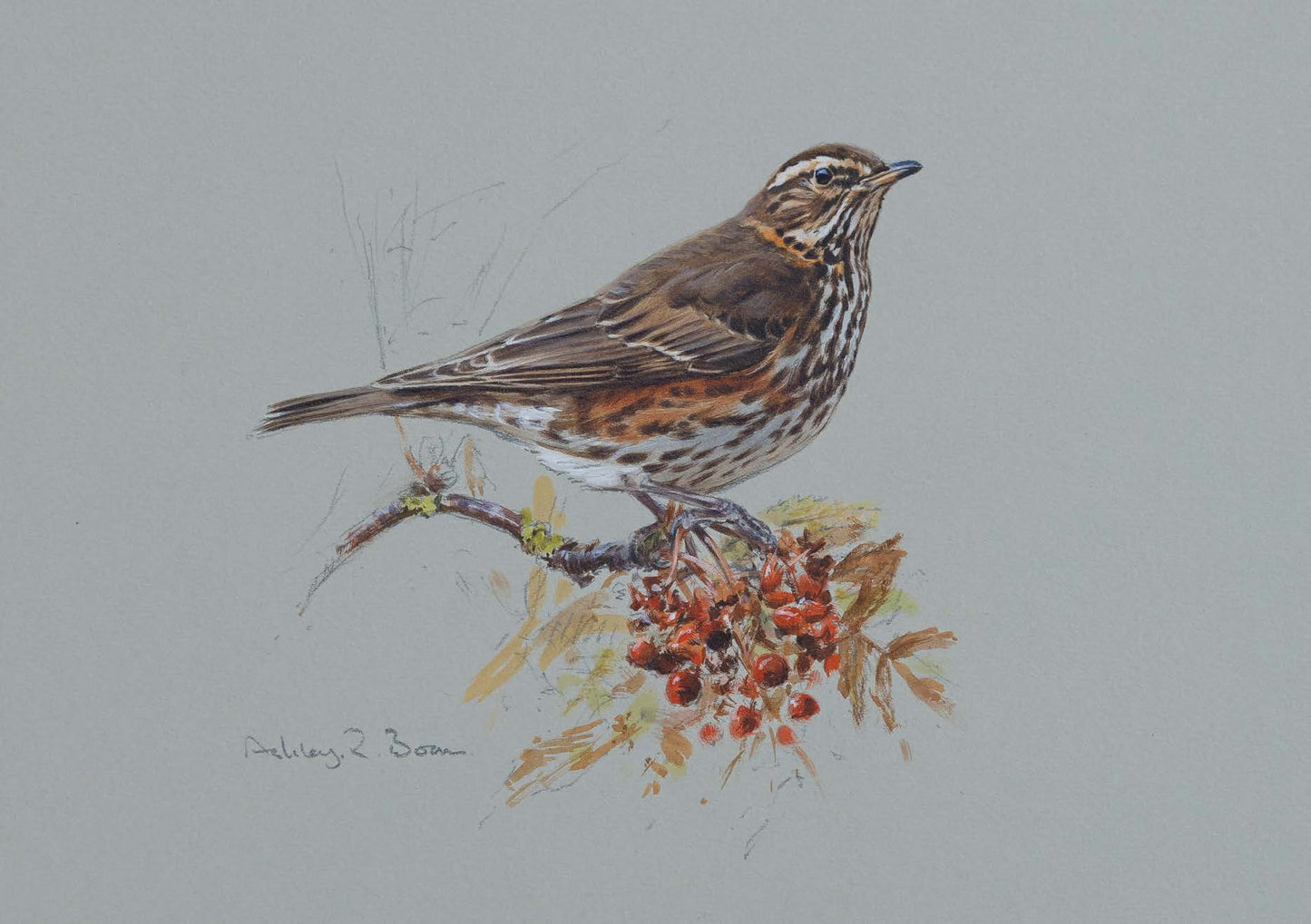 Redwing by Ashley Boon - Pack of 10 GWCT Christmas Cards