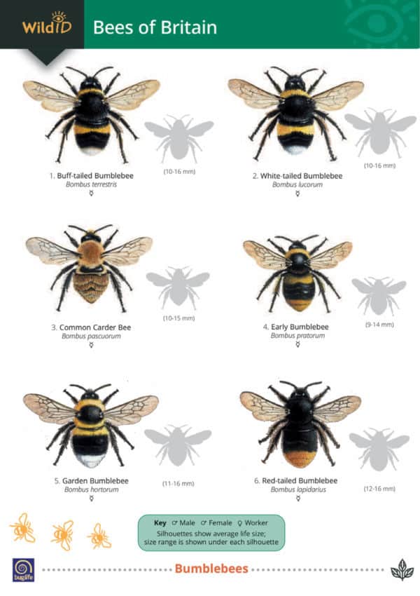 Wild ID Guide – Bee chart