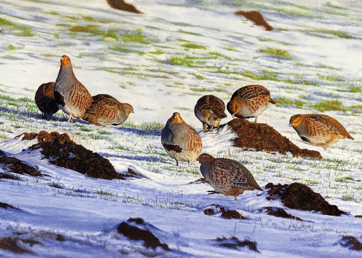 Greys on Molehills by Jason Lowes - Pack of 10 GWCT Christmas Cards 2024