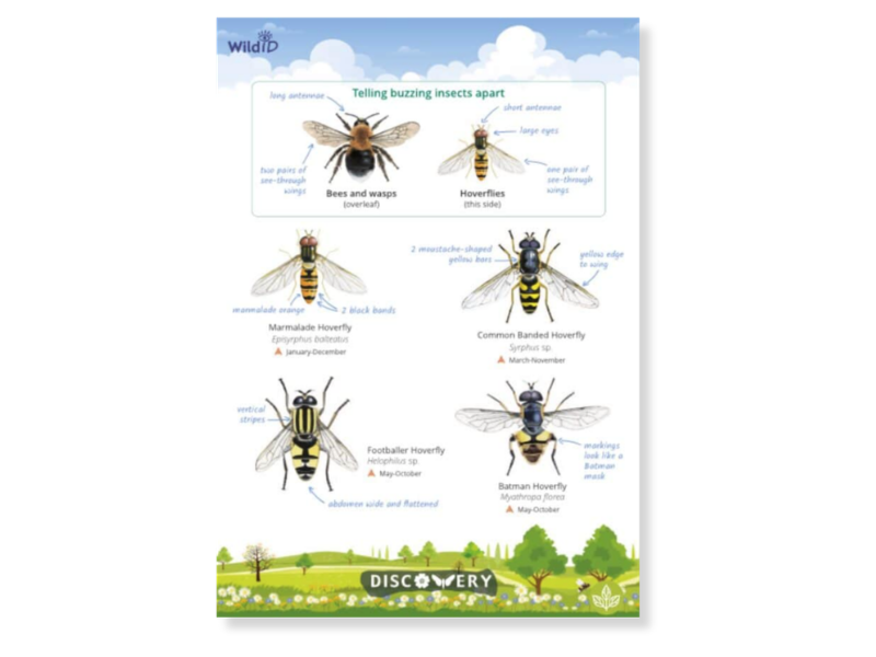 Buzzing Insects Discovery Guide