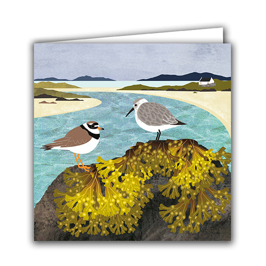 Ringed Plover and Dunlin with Bladderwrack Greeting Card
