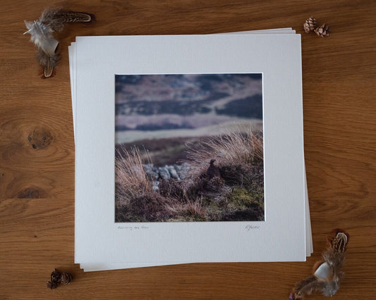 'Admiring the View' - Red Grouse Photographic print by Rachel Foster