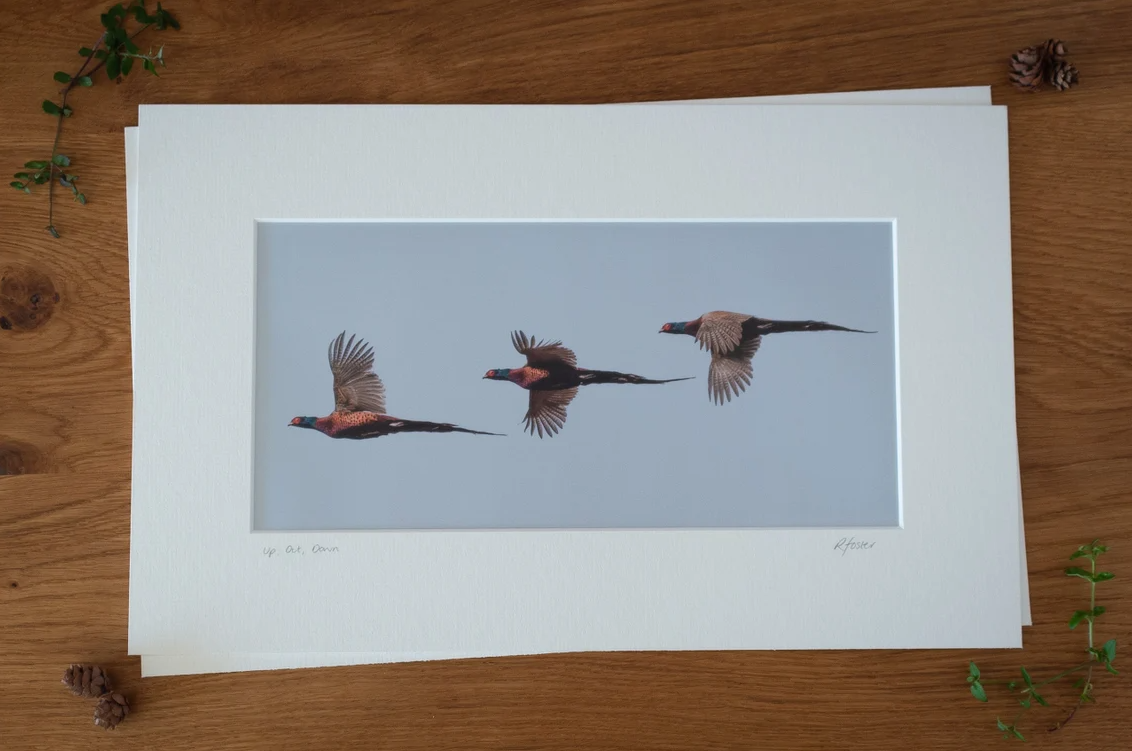 'Up, Out, Down' - Pheasants in Flight Photographic print by Rachel Foster
