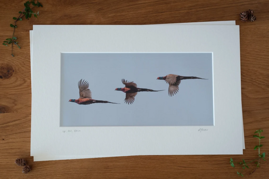 'Up, Out, Down' - Pheasants in Flight Photographic print by Rachel Foster