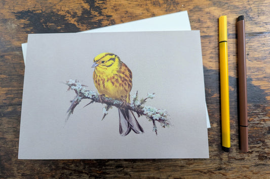 Yellowhammer by Ashley Boon - Pack of 10 GWCT Greeting Cards
