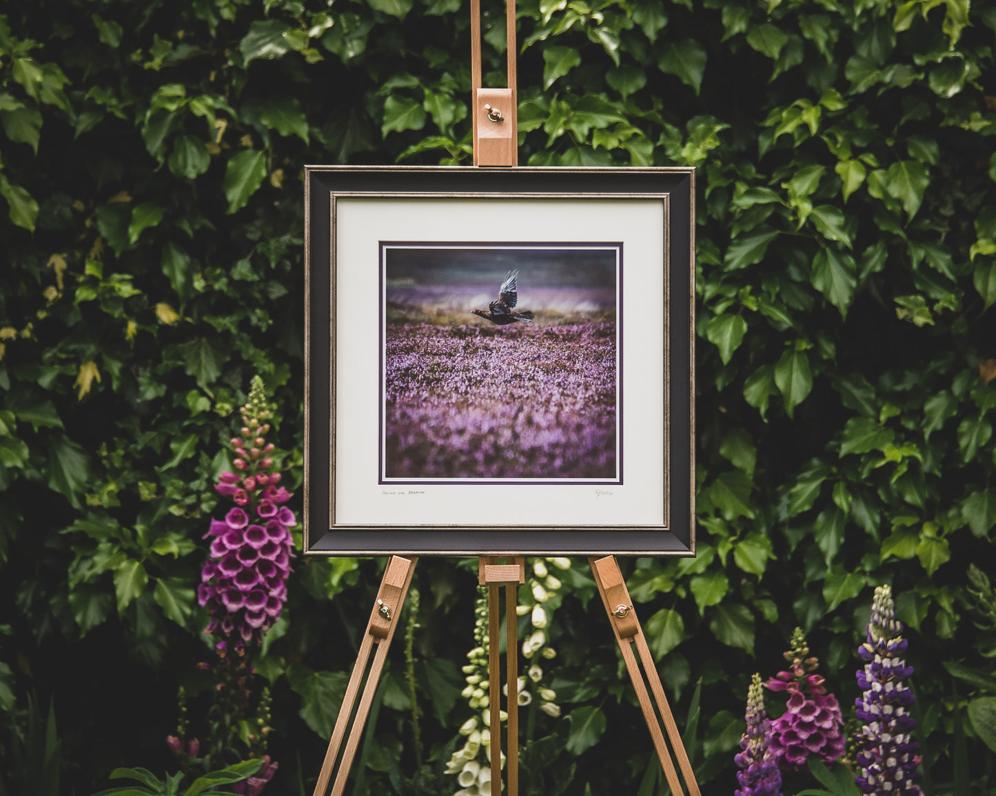 'Above the Heather' - Grouse Photographic Print by Rachel Foster