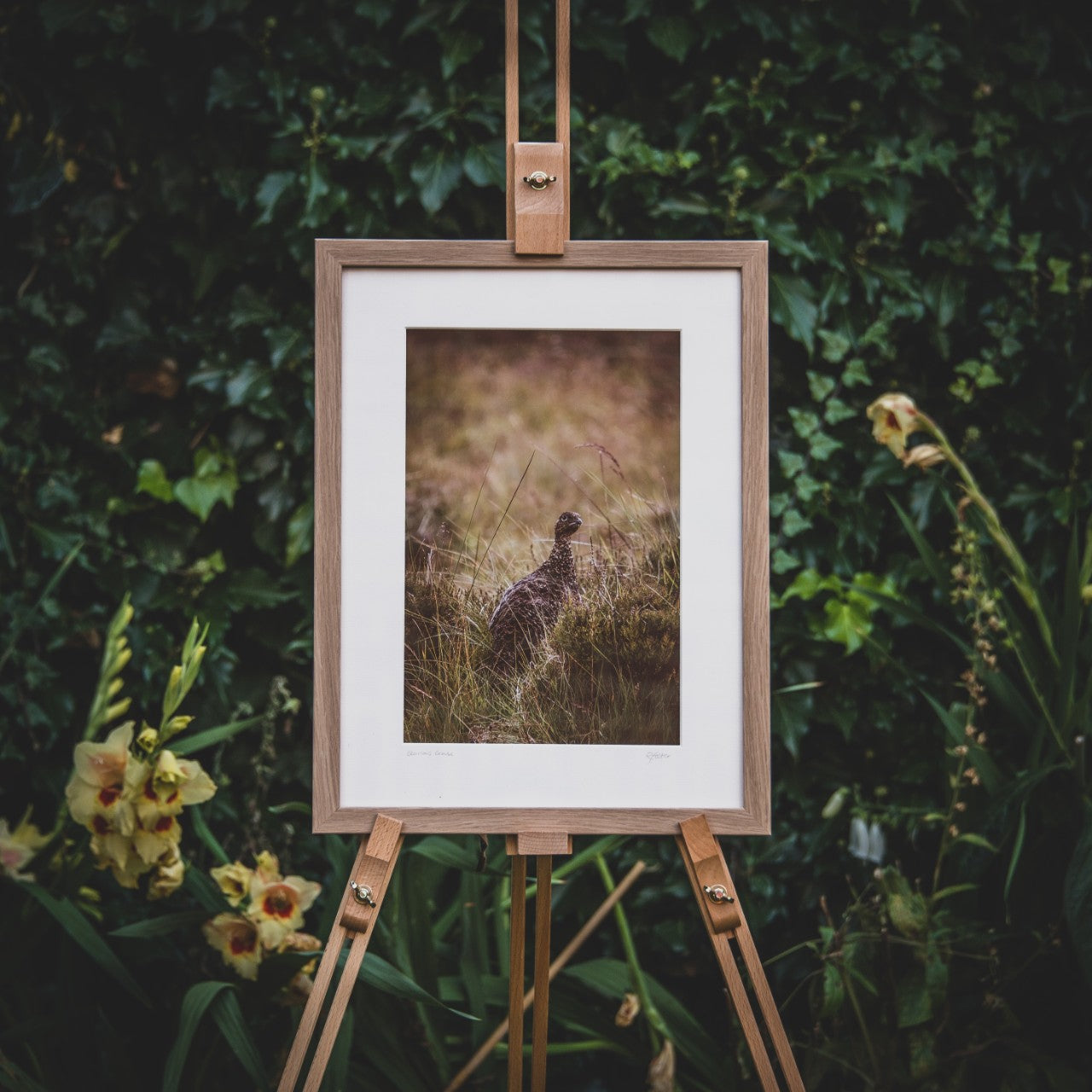 Glorious Grouse - Photographic Print by Rachel Foster