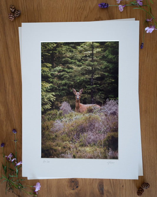 Roe Doe - Photographic Print by Rachel Foster