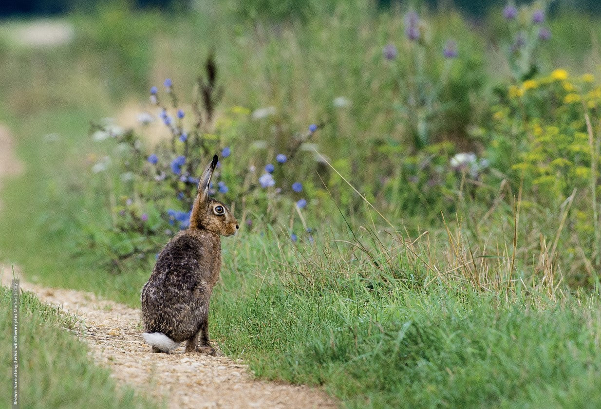 Farming with Nature: Promoting biodiversity across Europe through partridge conservation