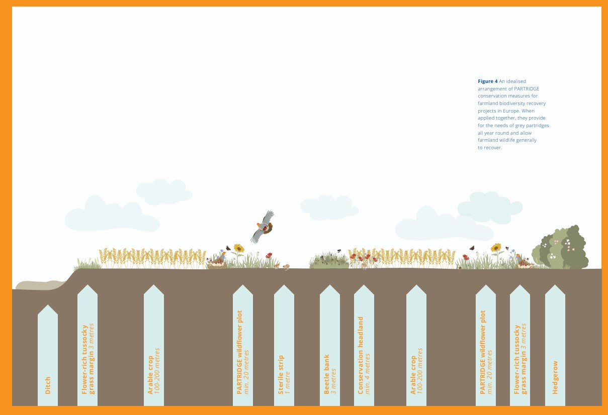 Farming with Nature: Promoting biodiversity across Europe through partridge conservation