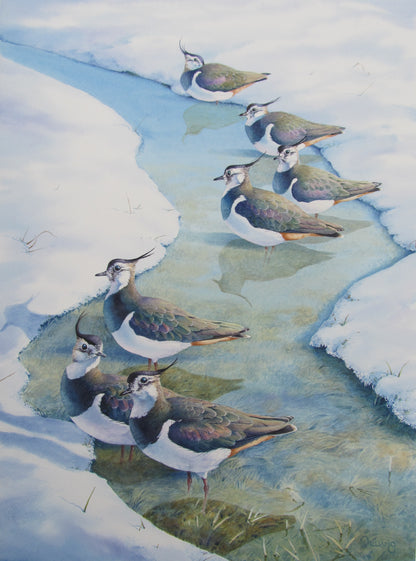 Winter Covey / Lapwing Reflections by Owen Williams (Pack of 2 designs)