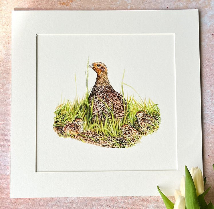 'True English Game Bird' Limited Edition Grey Partridge Print by Ellie Louise Art
