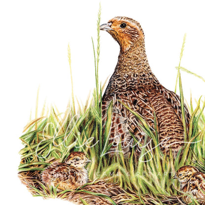 'True English Game Bird' Limited Edition Grey Partridge Print by Ellie Louise Art