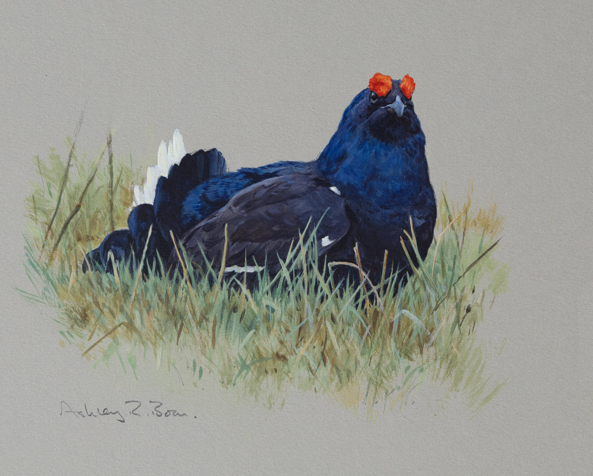 Black Grouse / Ptarmigan by Ashley Boon (Pack of 2 designs)