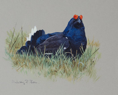 Black Grouse / Ptarmigan by Ashley Boon (Pack of 2 designs)