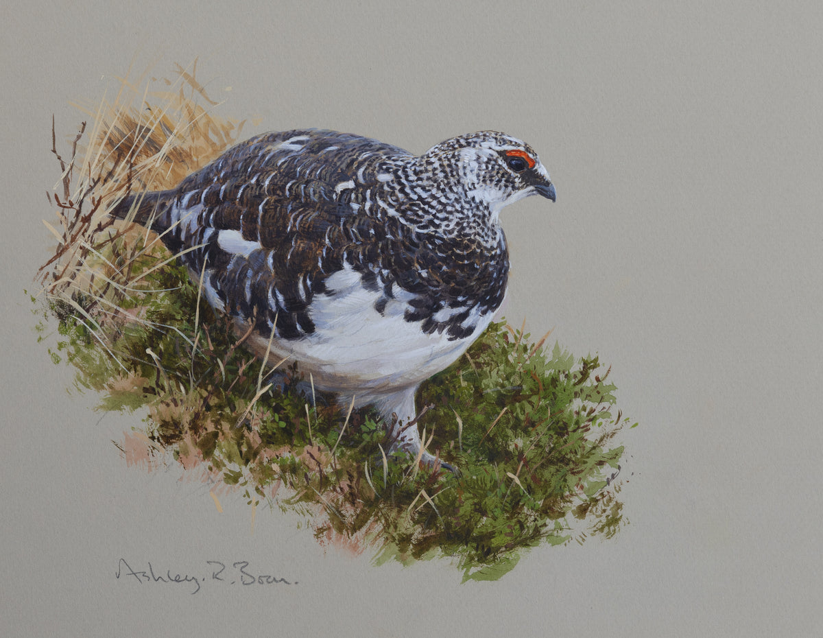 Black Grouse / Ptarmigan by Ashley Boon (Pack of 2 designs)
