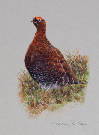 Curlew / Red Grouse by Ashley Boon (Pack of 2 designs)