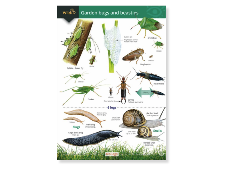 Wildlife Pack - Garden Safari