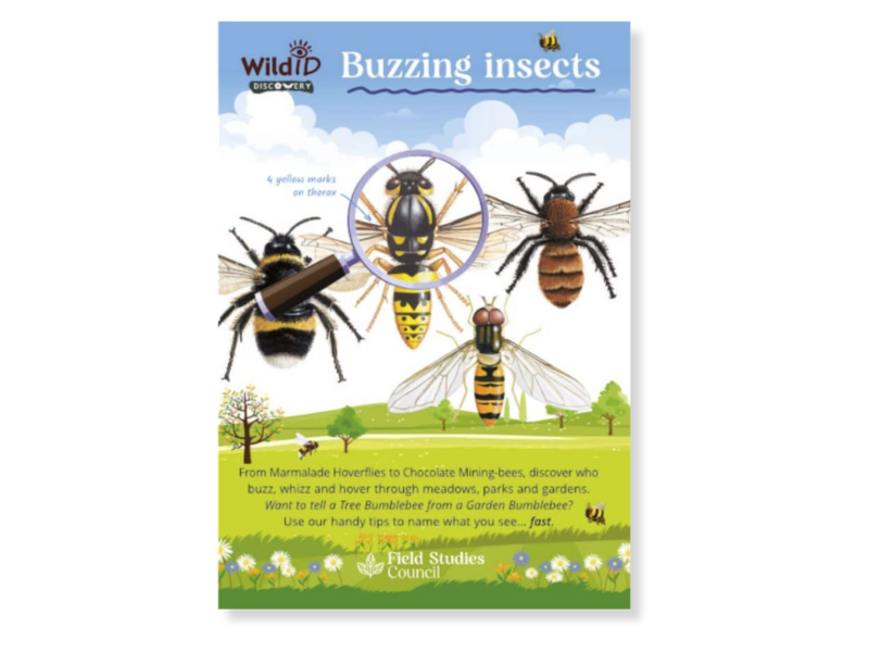 Buzzing Insects Discovery Guide