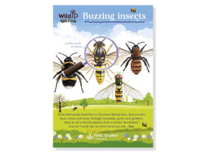 Buzzing Insects Discovery Guide