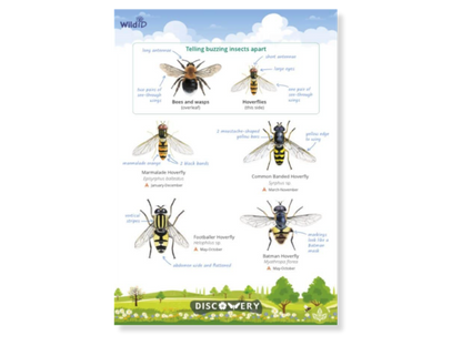 Buzzing Insects Discovery Guide