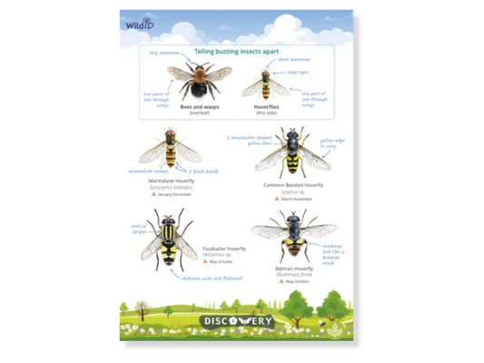 Buzzing Insects Discovery Guide