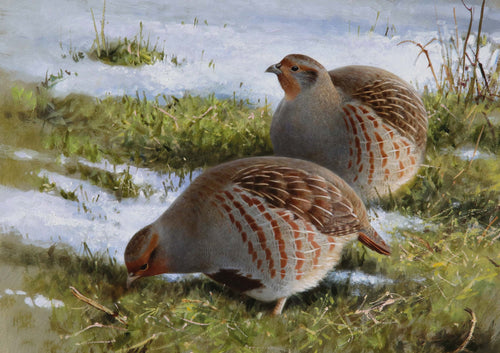 2023 Browsing Partridges by Rodger McPhail - Pack of 10 GWCT Christmas Cards