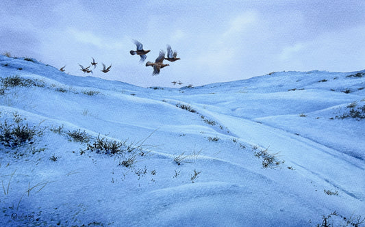 Winter Covey / Lapwing Reflections by Owen Williams (Pack of 2 designs)