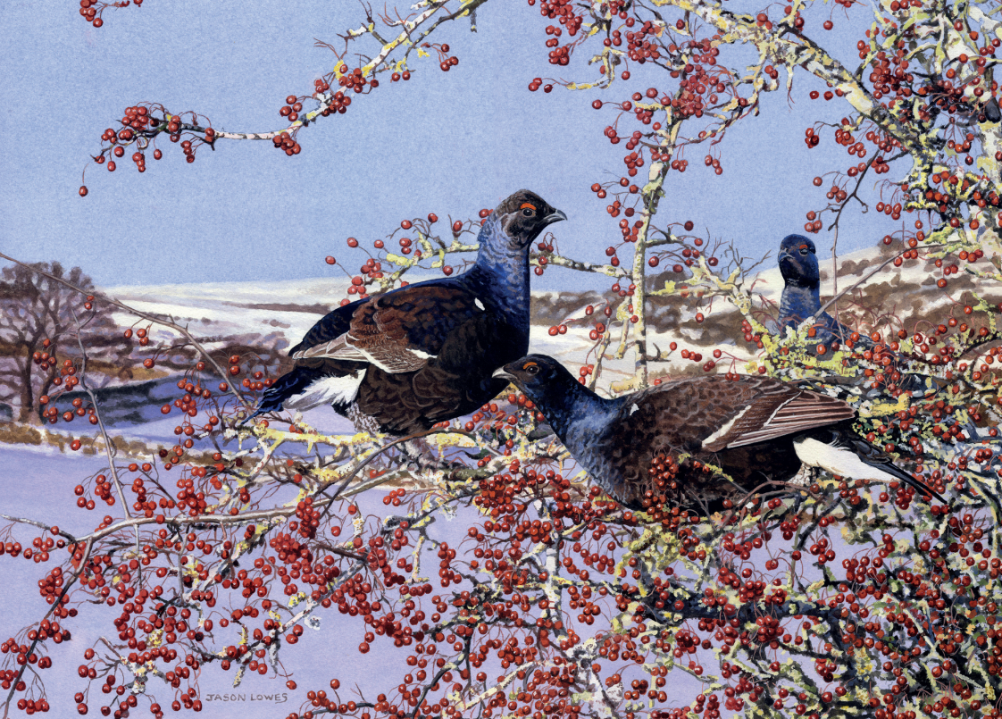 Black Cock in Hawthorn by Jason Lowes - Pack of 10 GWCT Christmas Cards