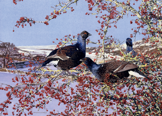 Black Cock in Hawthorn by Jason Lowes - Pack of 10 GWCT Christmas Cards