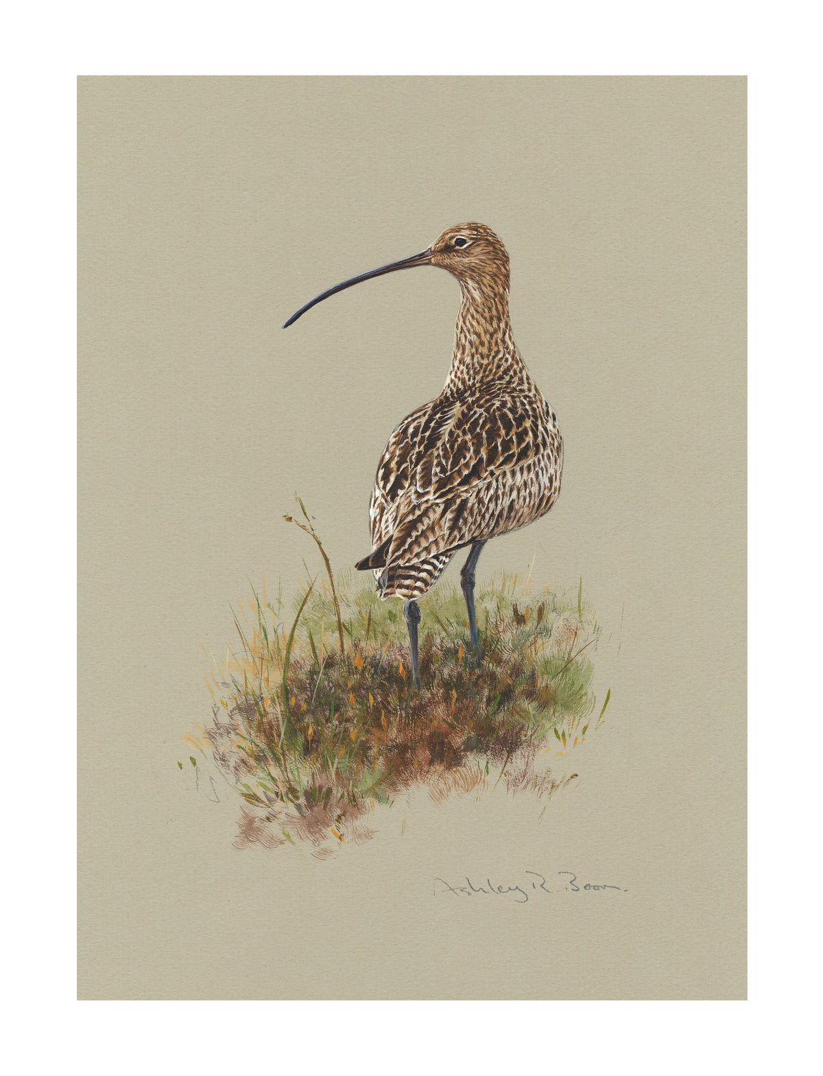 Curlew / Red Grouse by Ashley Boon (Pack of 2 designs)