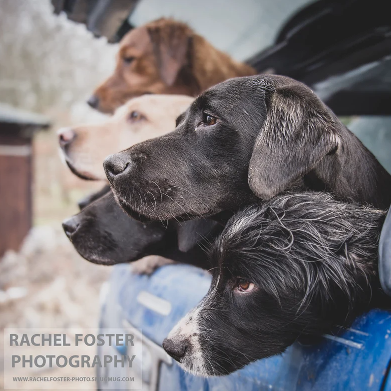 'Waiting' - Gundogs in back of Pickup, Photographic print by Rachel Foster