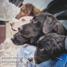 Load image into Gallery viewer, &#39;Waiting&#39; - Gundogs in back of Pickup, Photographic print by Rachel Foster