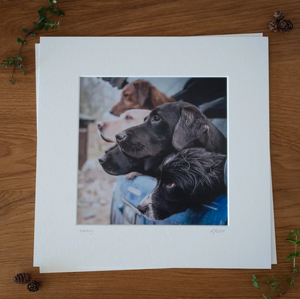 'Waiting' - Gundogs in back of Pickup, Photographic print by Rachel Foster