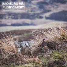 Load image into Gallery viewer, &#39;Admiring the View&#39; - Red Grouse Photographic print by Rachel Foster
