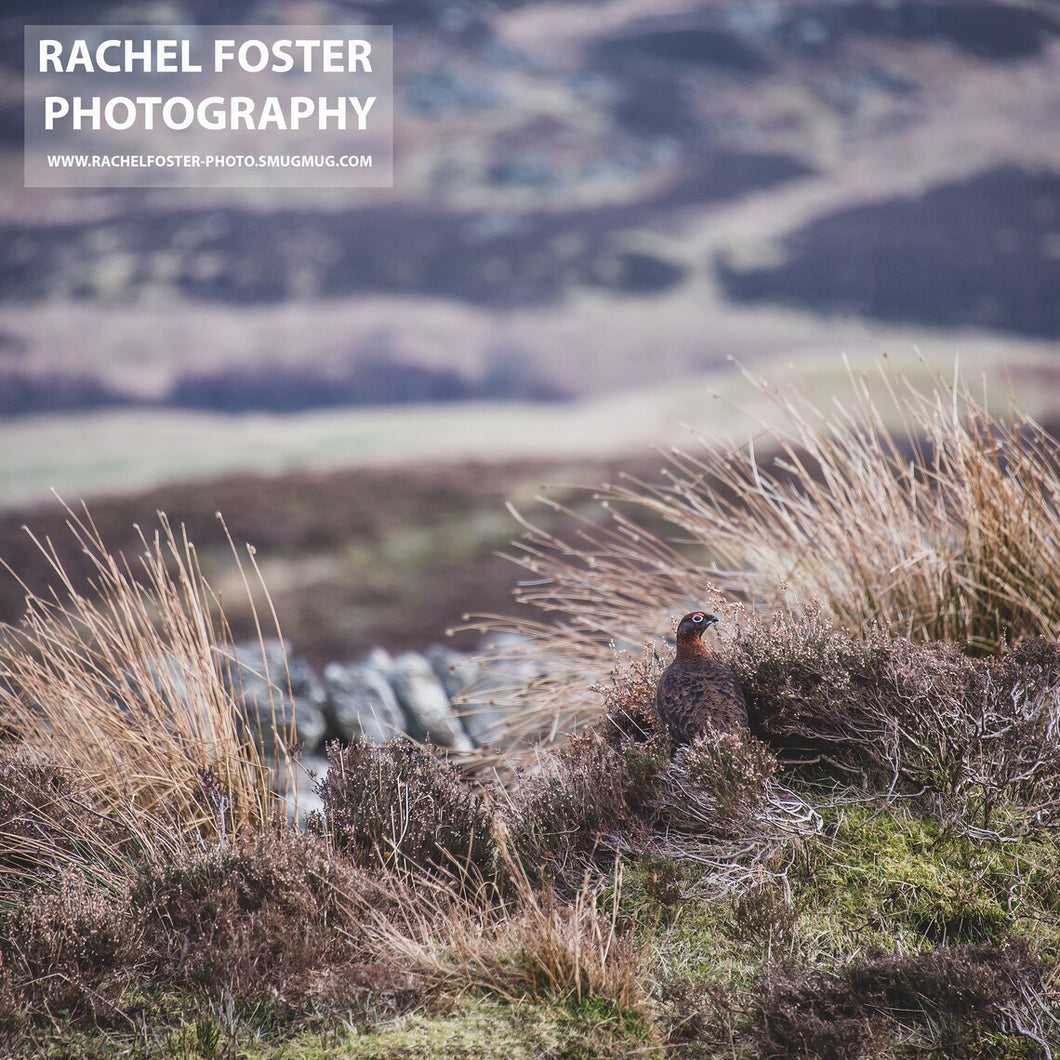 'Admiring the View' - Red Grouse Photographic print by Rachel Foster