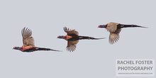 Load image into Gallery viewer, &#39;Up, Out, Down&#39; - Pheasants in Flight Photographic print by Rachel Foster