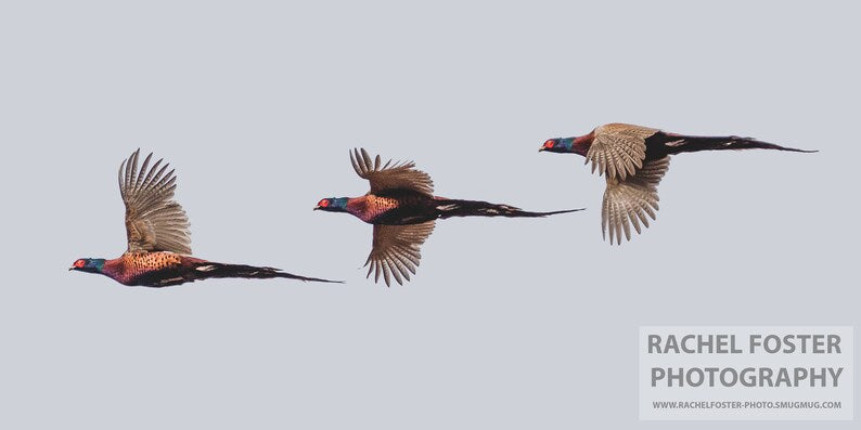 'Up, Out, Down' - Pheasants in Flight Photographic print by Rachel Foster