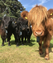 Load image into Gallery viewer, GWCT Auchnerran Farm Beef Meat Hampers