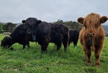 Load image into Gallery viewer, GWCT Auchnerran Farm Beef Meat Hampers