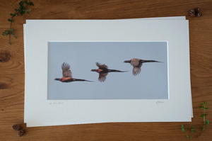 'Up, Out, Down' - Pheasants in Flight Photographic print by Rachel Foster