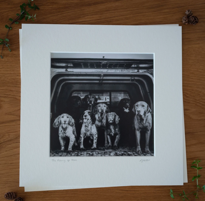 'The Picking Up Team' - Spaniels and Labradors in Pickup, Photographic print by Rachel Foster