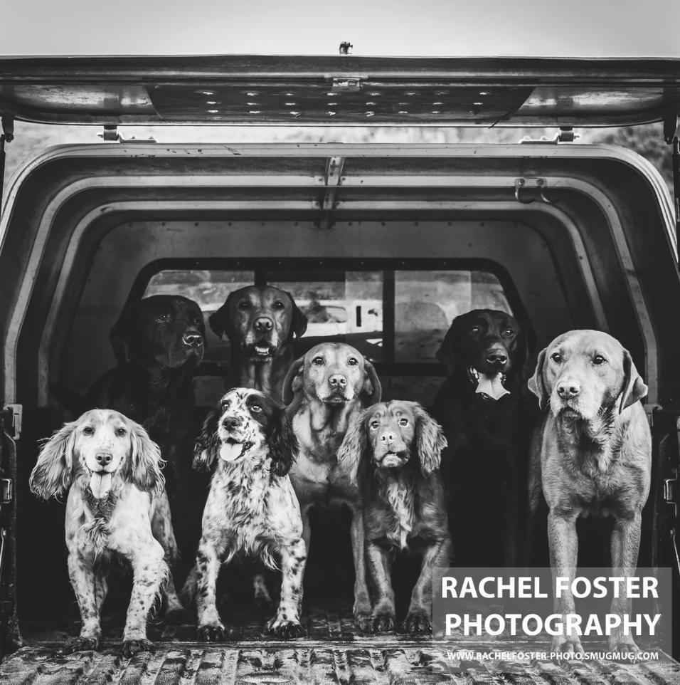 'The Picking Up Team' - Spaniels and Labradors in Pickup, Photographic print by Rachel Foster