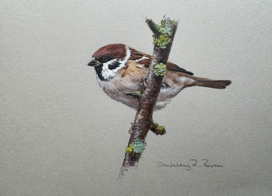 Sparrow by Ashley Boon - Pack of 10 GWCT Greeting Cards