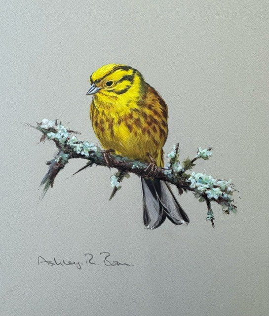 Yellowhammer by Ashley Boon - Pack of 10 GWCT Greeting Cards