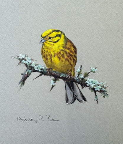Yellowhammer by Ashley Boon - Pack of 10 GWCT Greeting Cards
