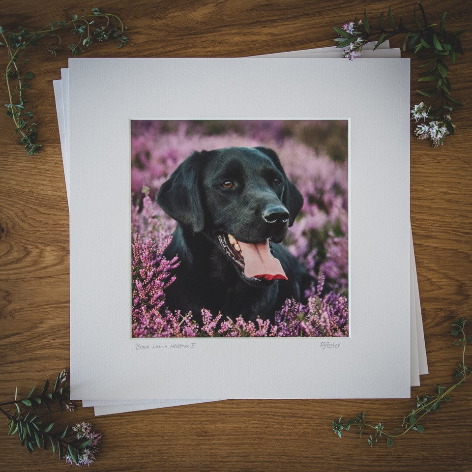 'Black Lab in Heather II' - Gundog Photographic Print by Rachel Foster