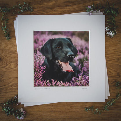 'Black Lab in Heather II' - Gundog Photographic Print by Rachel Foster