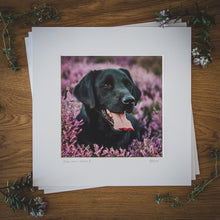 Load image into Gallery viewer, &#39;Black Lab in Heather II&#39; - Gundog Photographic Print by Rachel Foster