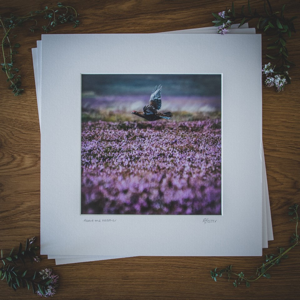 'Above the Heather' - Grouse Photographic Print by Rachel Foster